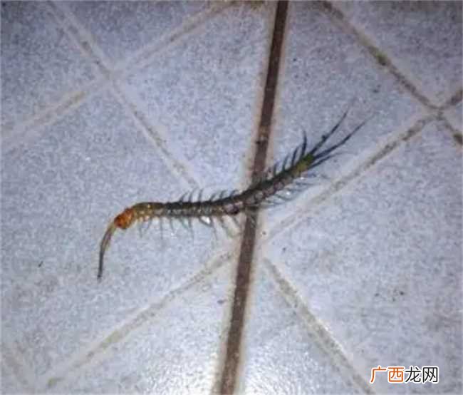 蜈蚣会从卫生间下水道上来吗