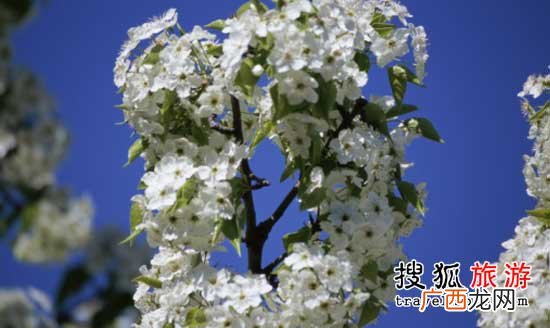 棠梨花怎么做好吃,棠梨花是酸性的吗？