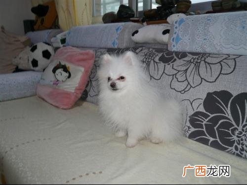 狗为什么突然突然拉好多大便,狗狗拉粑粑为什么拉的满地都是呢?