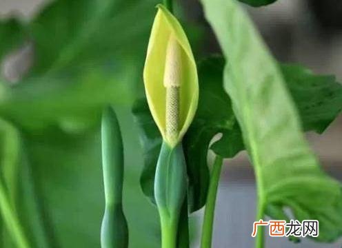 滴水观音是否具有毒性,夏季种植滴水观音能种活不能？