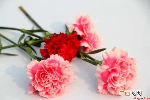 石竹花康乃馨花的寓意是什么 石竹花康乃馨的花语是什么