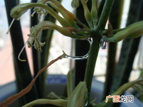 虎皮兰花开花有毒吗,虎皮兰能吃吗？