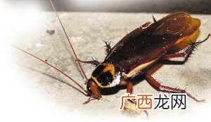 樱桃蟑螂吃什么,卷尾猛蚁吃什么？