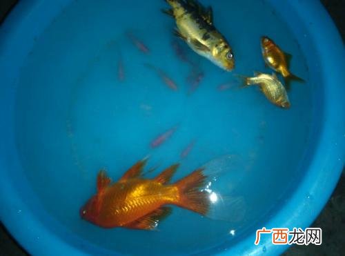 鱼缺氧该怎么让鱼不缺氧,鱼儿跳出鱼池缺氧要怎样处理？