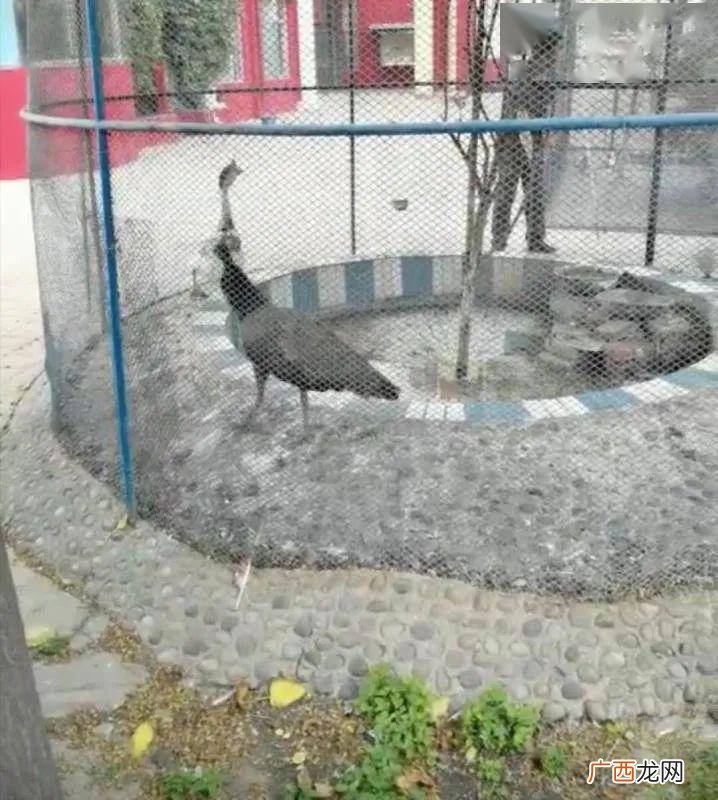 个人饲养蓝孔雀属违法吗,个人养殖孔雀是否要办证？