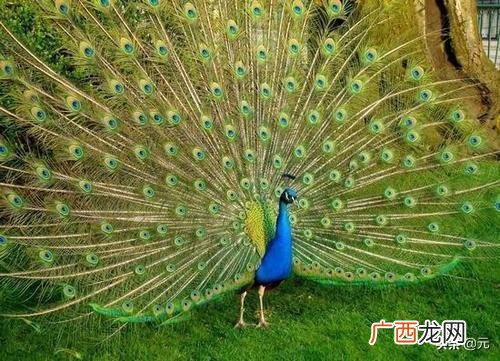 个人饲养蓝孔雀属违法吗,个人养殖孔雀是否要办证？