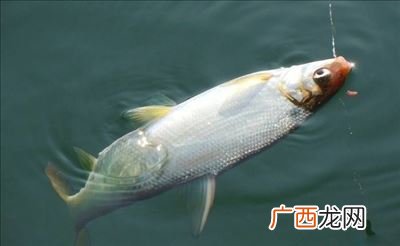 如何钓黄尾,请教高手黄尾怎么钓？