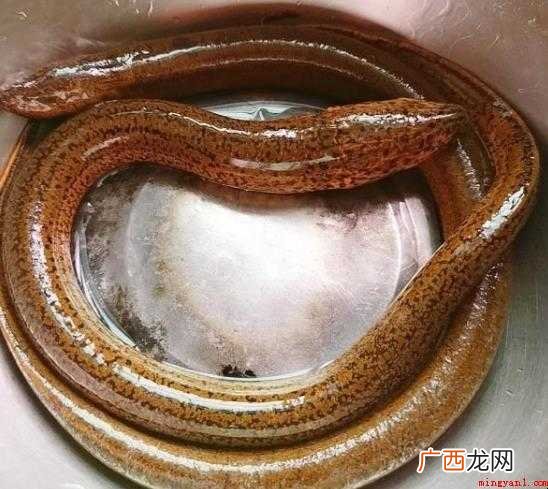红烧鳝鱼的做法是什么
