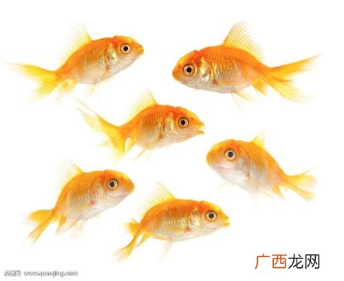 睇金鱼是什么意思,养金鱼是什么梗？