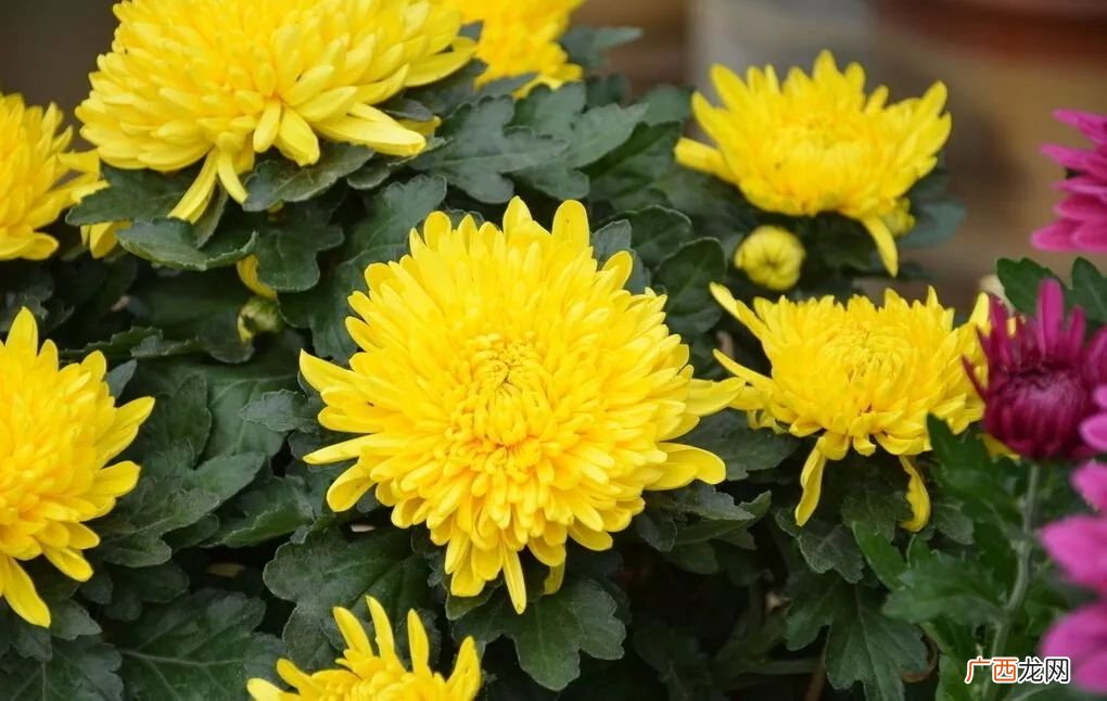 菊花的寓意是啥呢,菊花的另一种含义？