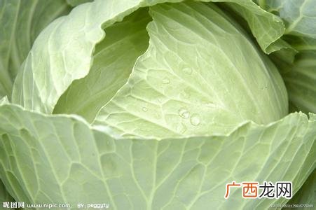 莲花白有什么营养{详细一些},包包菜和莲花白有什么区别？