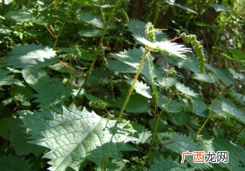蝎子草作用与功效,蝎子草冬天能活吗？