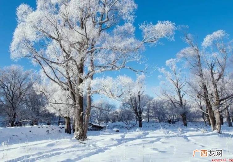 赞美雪的诗都有哪些呢? 赞美雪的诗有哪些