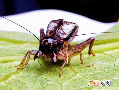 蟋蟀是益虫吗,蛐蛐是益虫还是害虫？