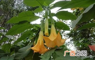 山茄子学名叫什么,这种植物学名和小名叫什么？