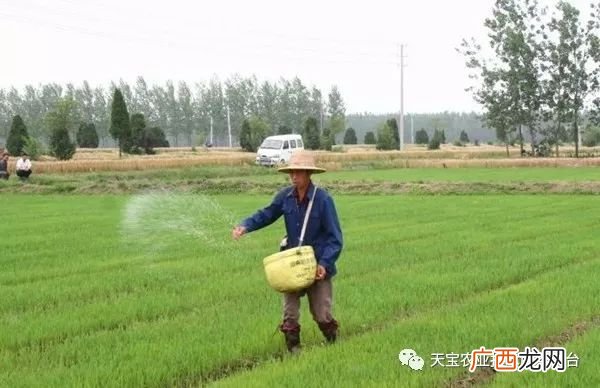 铵态氮肥有什么特点,铵态氮肥有何特点？