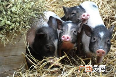 泰国小香猪如何饲养,泰国迷你小香猪能长多大？