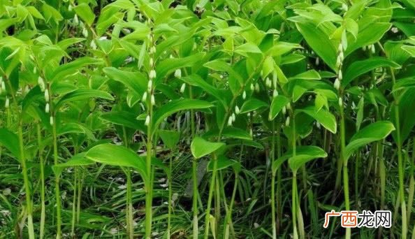 黄精是什么植物,黄精什么时候开花？