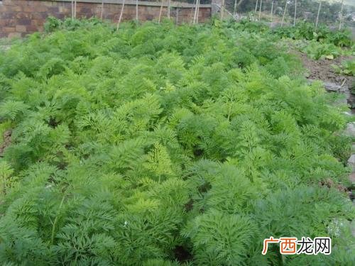 云南树萝卜习性与栽培,树萝卜在北方能活吗?