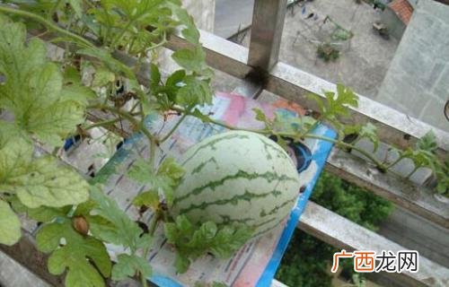 盆栽西瓜怎么种植,盆栽西瓜的种植方法及时间？