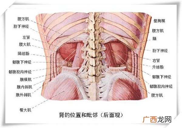 肋骨下面是什么,人右边肋骨下面是什么器官？