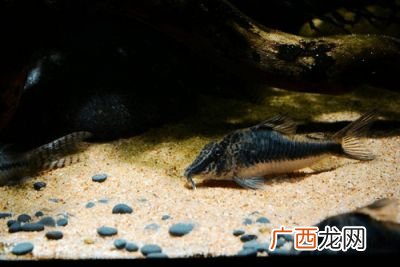 老鼠鱼的繁殖方法,老鼠鱼怎么孵化？