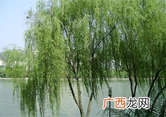 形容柳树的词语什么的柳树,什么的柳树词语aab式？