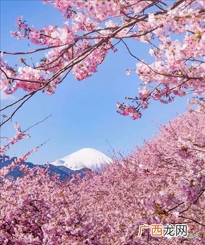 日本樱花季几月,樱花开几季？