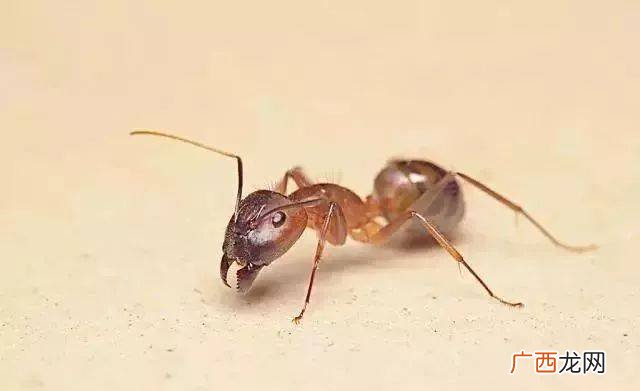 蚂蚁特点,三年级50字介绍蚂蚁的特点？