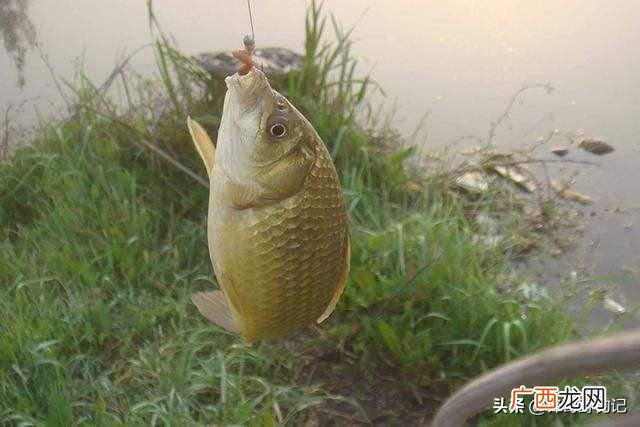 钓鱼饵料有哪些,在河里钓鱼用什么鱼饵比较好？