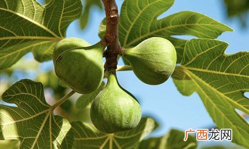 无花果树的用途,无花果有哪些药用价值呢？