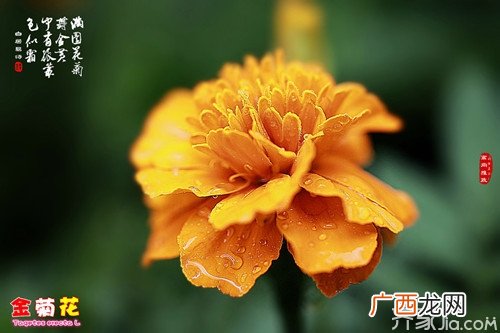 金菊的功效与作用,干百合的吃法？