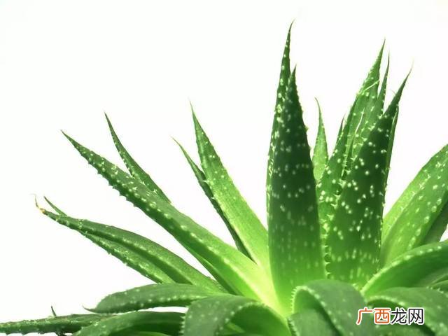谁能够告诉我芦荟苗的种植方法,芦荟小侧芽扦插方法？
