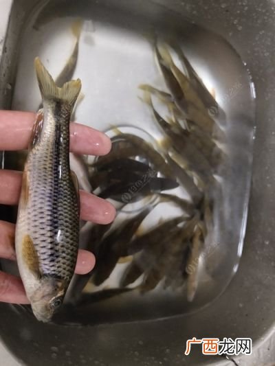 溪石斑怎么钓,多重的铅钓溪石斑最好？