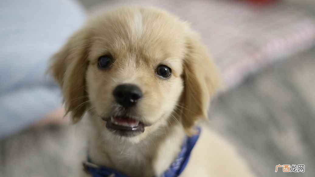 狗几个月生小狗崽