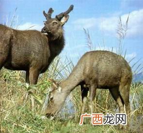 水鹿是几级保护动物,四级保护动物属于什么级别？