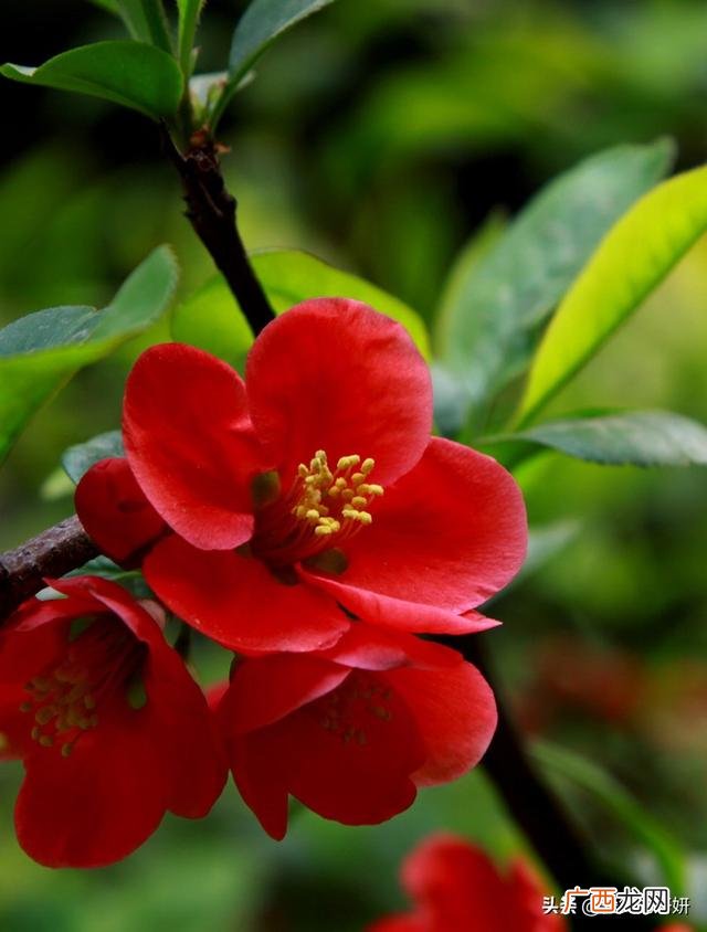 勿忘我的花语是什么,勿忘我的花语是什么?海棠花照片？