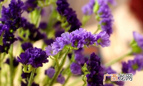 勿忘我的花语是什么,勿忘我的花语是什么?海棠花照片？