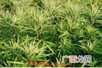 水蒿怎么吃,柳蒿是什么味道？