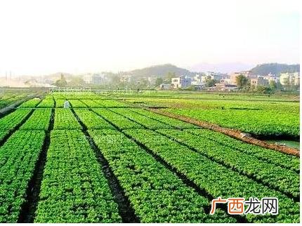 什么是有机农业,有机农业和无公害农业的区别?