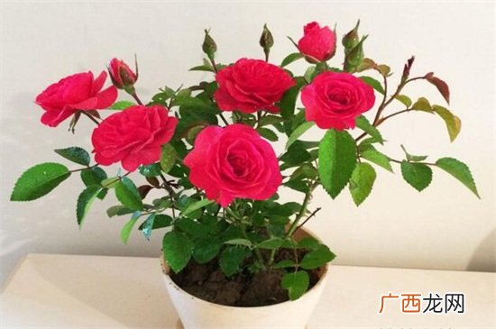 玫瑰花怎么种植方法,玫瑰花种植技术？