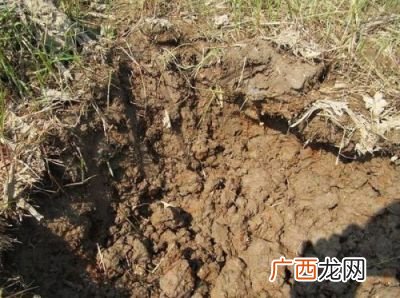 土壤层分为哪四层,土壤的剖面表层称为？