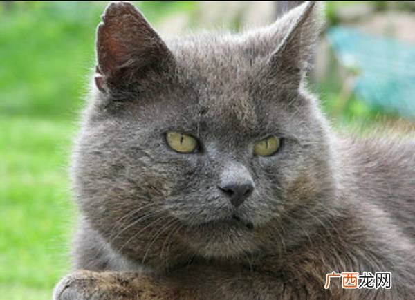 禁情粉对猫有危害吗,猫咪的抑情粉怎么使用？