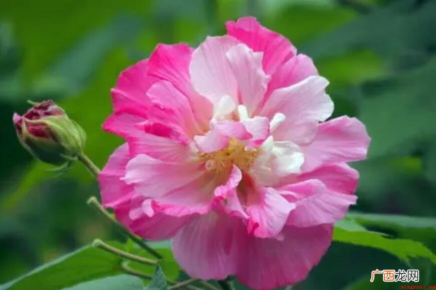 芙蓉几月开花?芙蓉什么季节对外开放? 芙蓉花几月开花