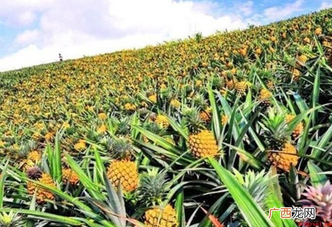 菠萝原产地有什么地方? 菠萝原产地是哪里