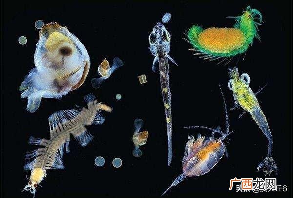 浮游生物有哪一些,海洋中的浮游生物有哪些？