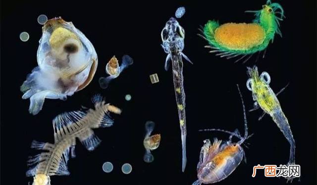 浮游生物有哪一些,海洋中的浮游生物有哪些？