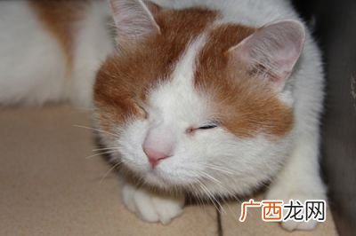 猫怎么看公母,猫咪公母怎么看？