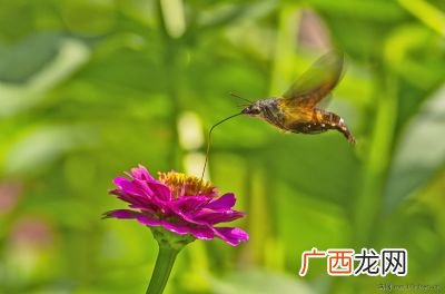 小飞蛾怎么来的,蚕是如何在茧中变成飞蛾的？