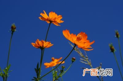 心远的寓意,问君何能尔，心远地自偏的真正含义？